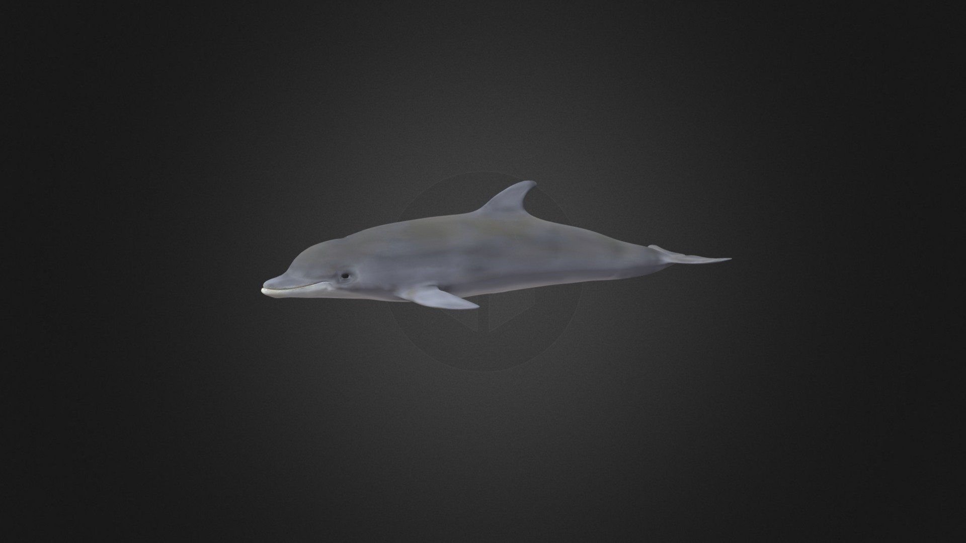 dolphin - 3D model by yoyayu92 [a9a2d0b] - Sketchfab