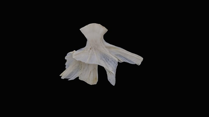 Cod (Gadus morhua) Hyomandibular 3D Model