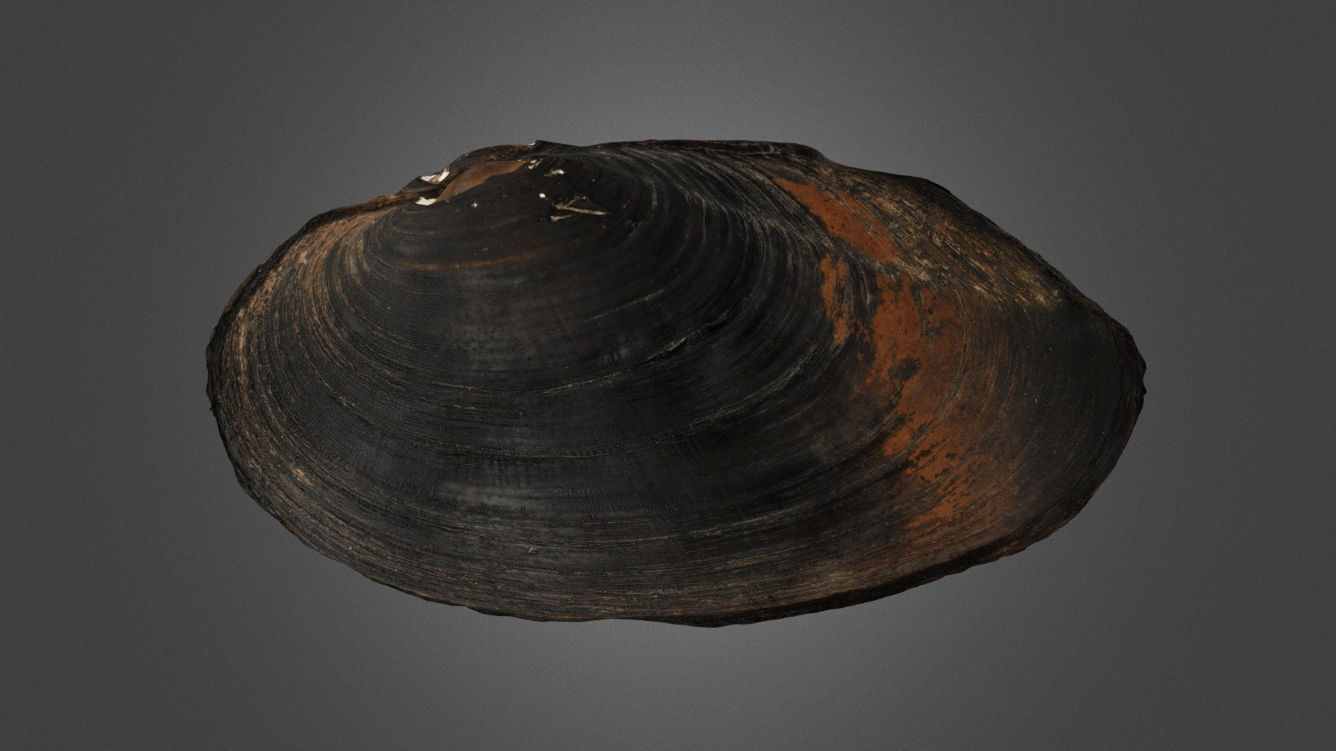 コガタカワシンジュガイ Freshwater Pearl Mussel