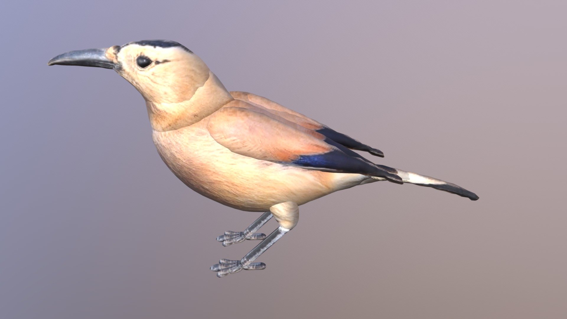 Black-tailed Ground-jay