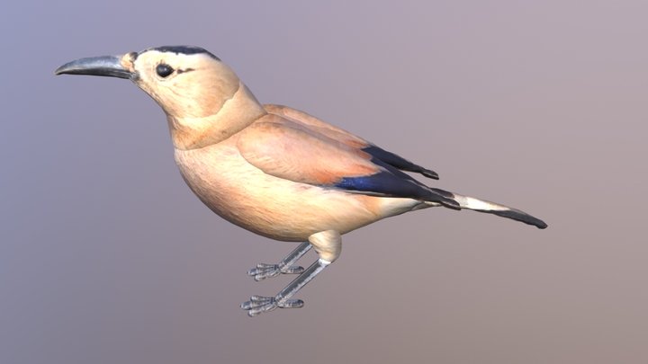 Black-tailed Ground-jay 3D Model