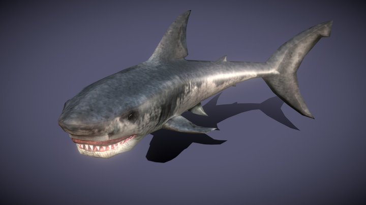 Sealife - Shark 3D Model