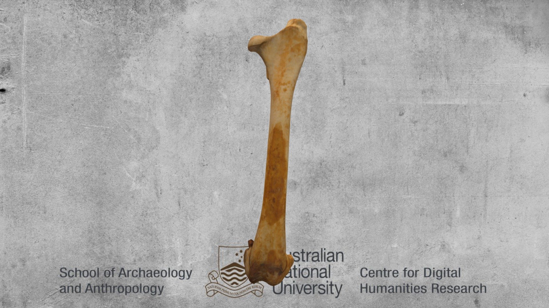 Femur Wallaby