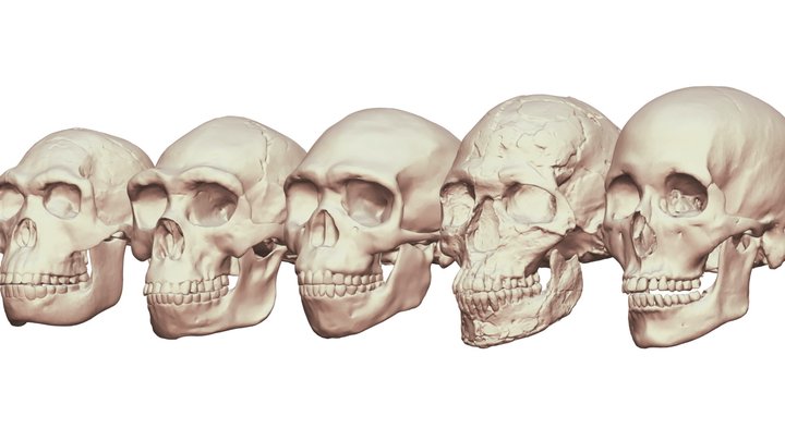 Homo Sapiens Morphometric Lineage 2 3D Model