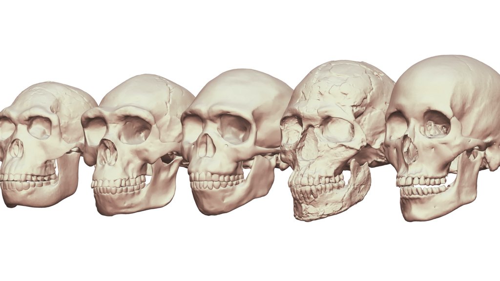 Homo Sapiens Morphometric Lineage 2