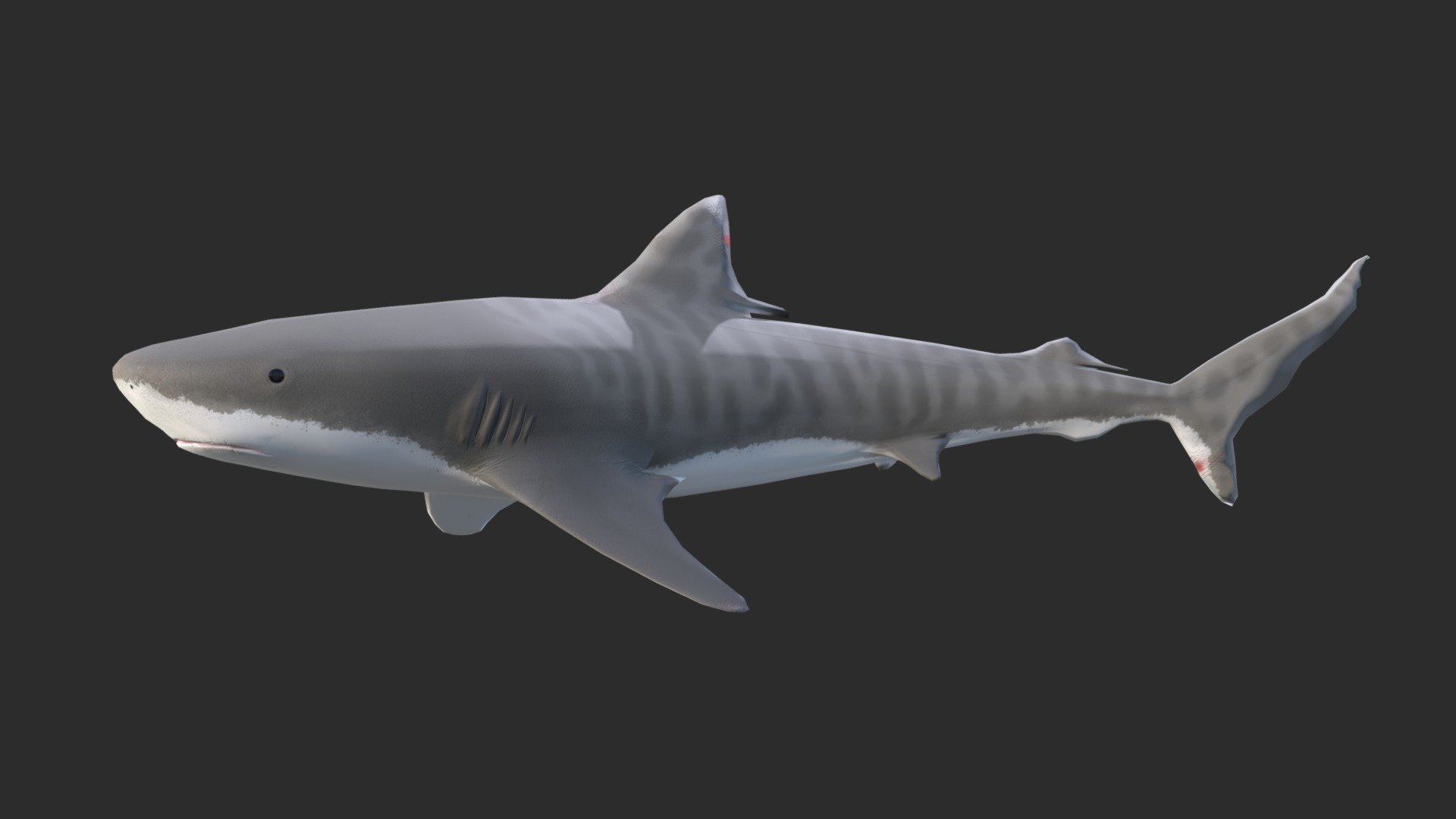 Tiger Shark (Galeocerdo Cuvier)