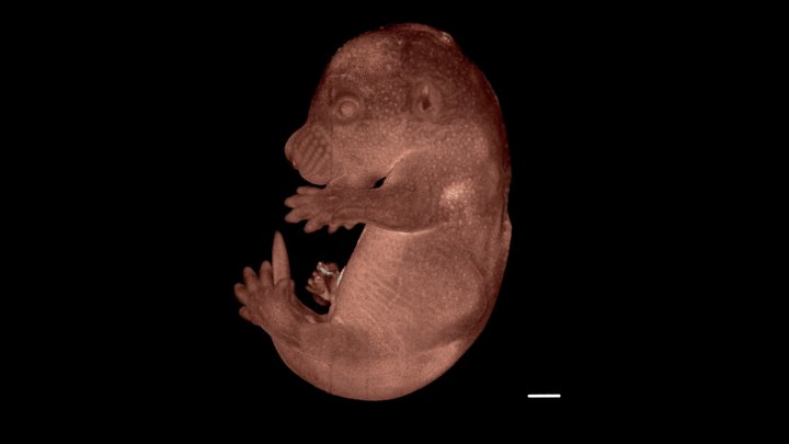 Surface geometry of mouse embryo 3D Model