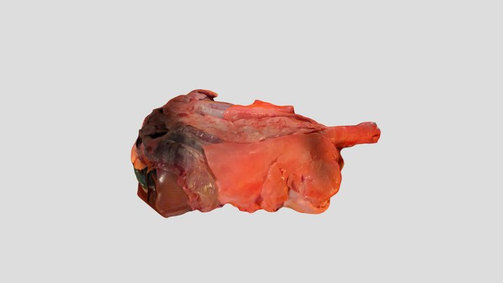 Sheep lung + Liver (take one) 3D Model
