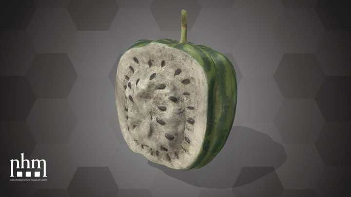 Watermelon (NHMW-AFW-DING-0046-124) – Modèle 3D gratuit STL
