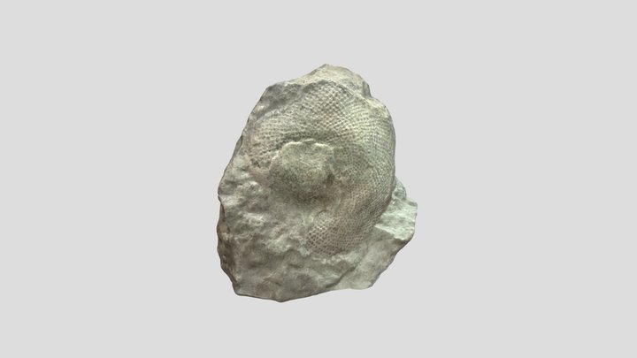 Fisherites fossil, Väike-Pakri Estonia 3D Model