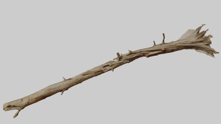 Big Fallen Dead Oak Tree Big Scan 3D Model