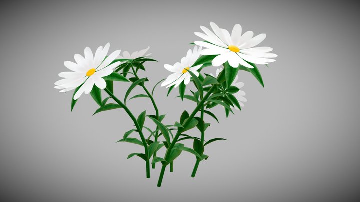 White Chamomiles Flowers Low poly Game ready 3D Model