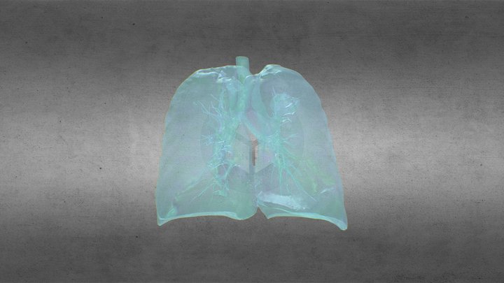 lungs 3D Model