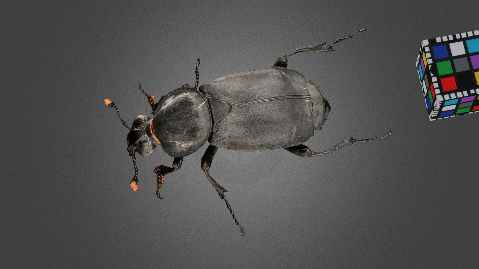クロシデムシ Black Burying Beetles, N. concolor
