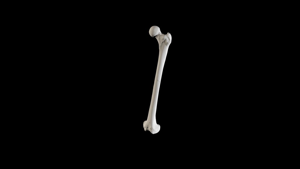 Human Femur