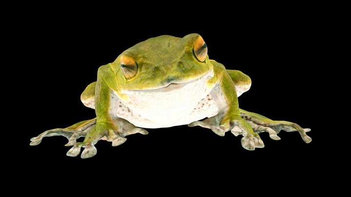 モリアオガエル 🐸 ♂ Green Tree Frog, R. arboreus 3D Model