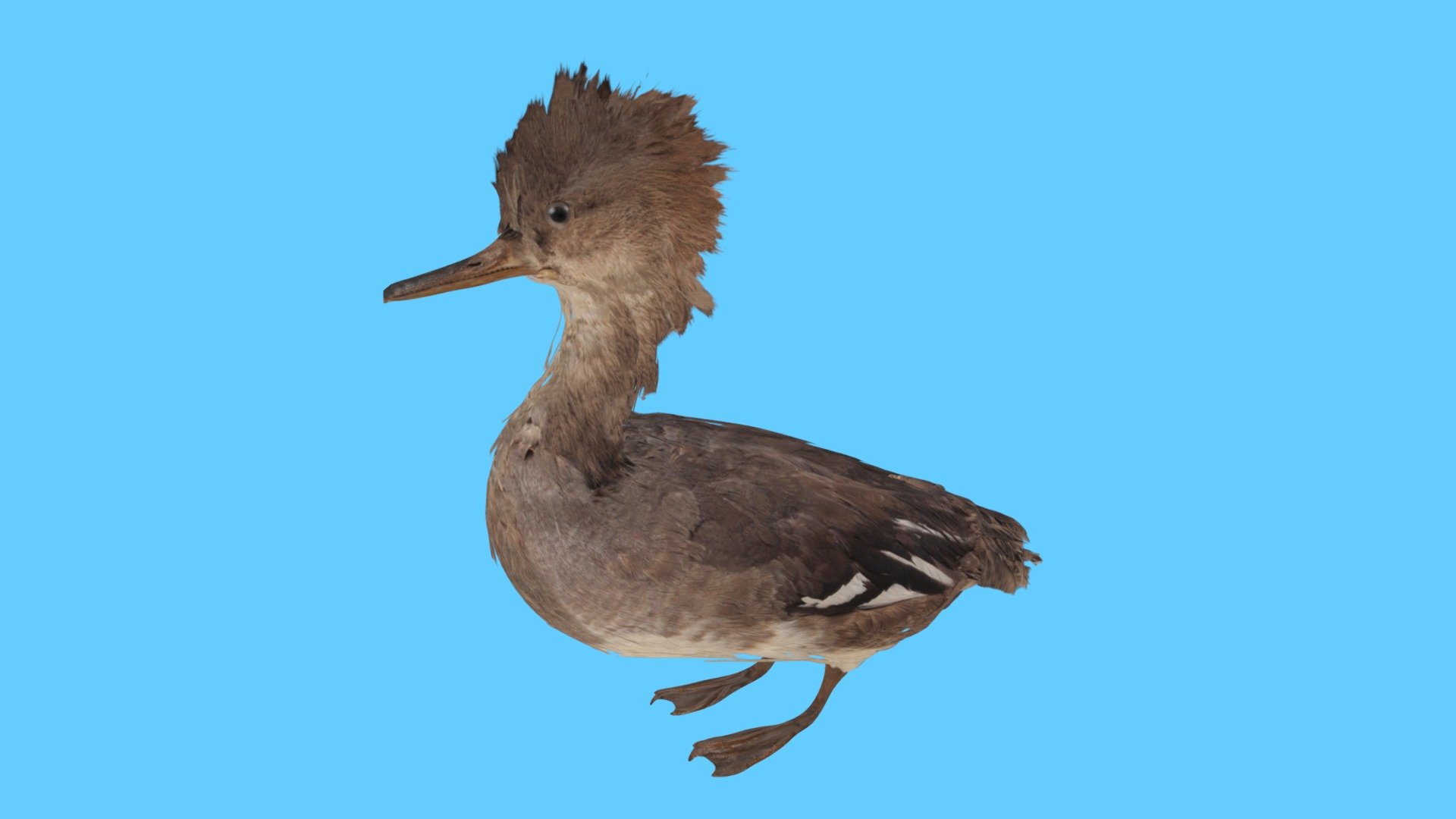 Hooded Merganser Duck Female
