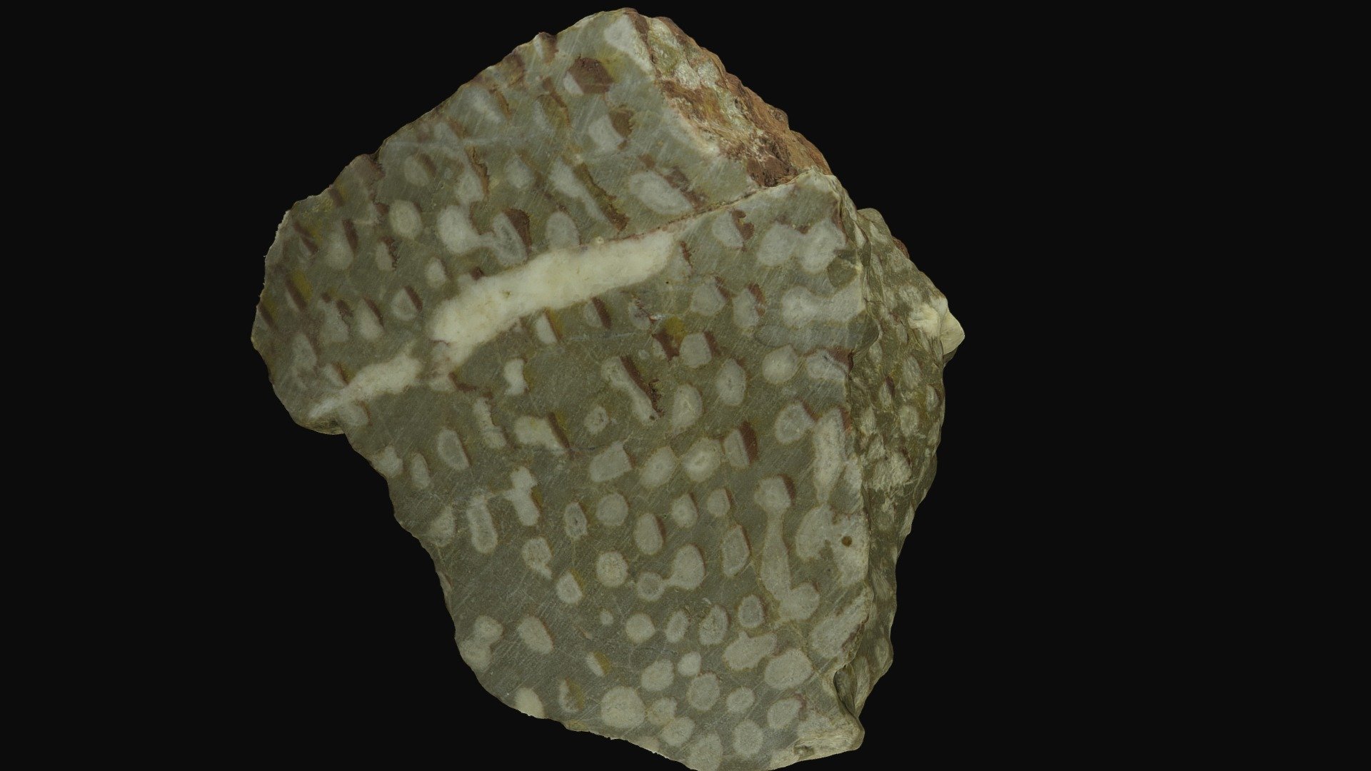 Triassic corals, Germany