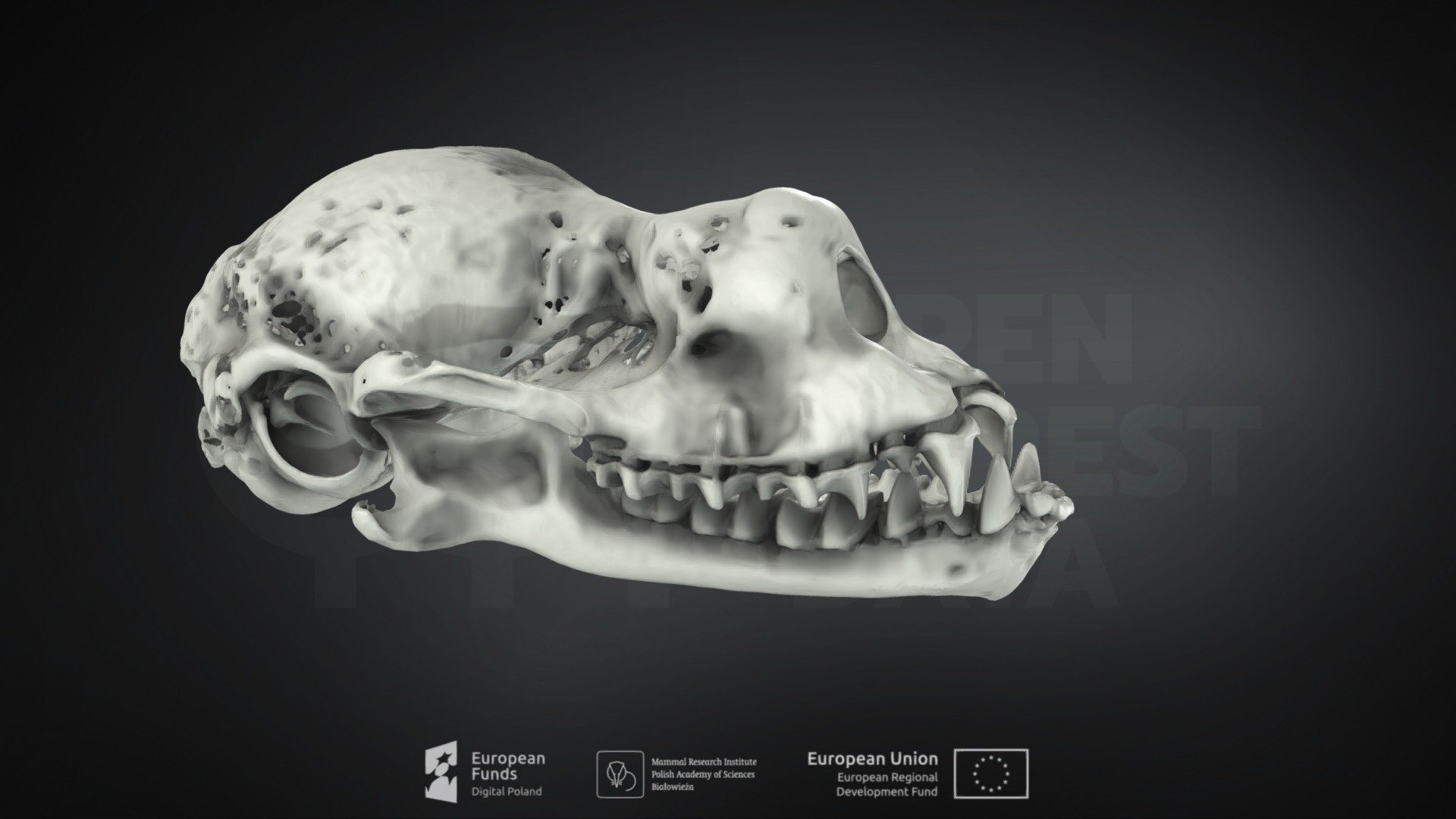 Rhinolophus hipposideros (Lesser horseshoe bat)