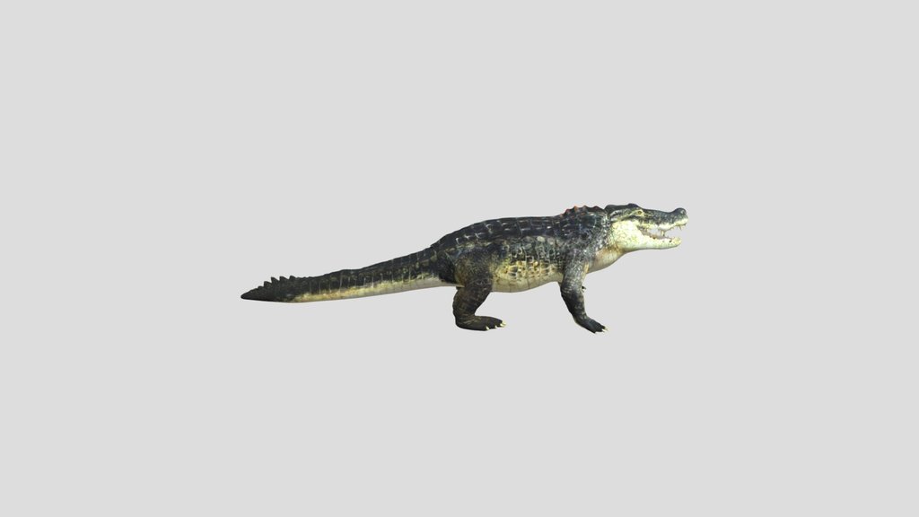 Crocodile;)