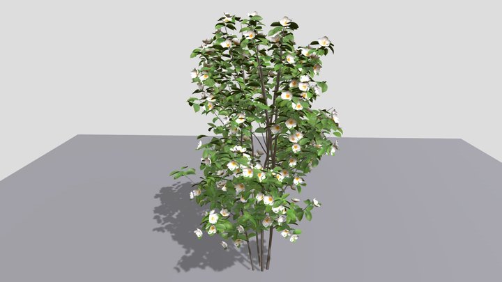 Japanese stewartia ナツツバキ 3D Model