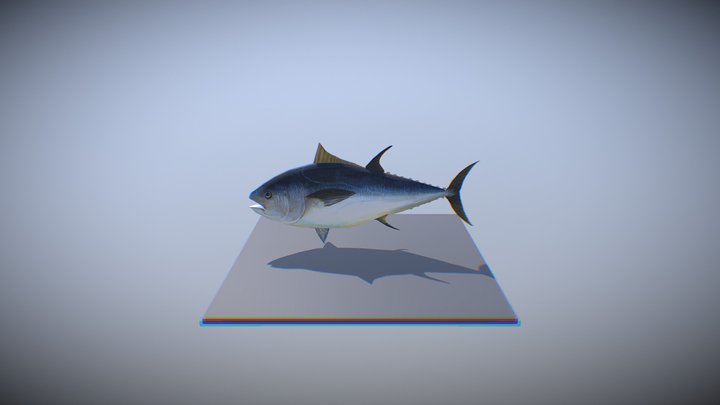 Atlantic Bluefin 3D Model