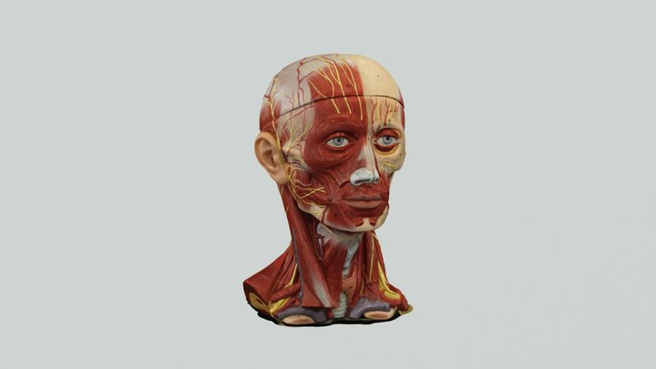 fACIAL nERVE 3 3D Model