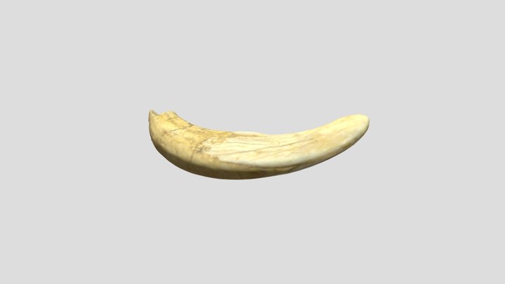 Tusk_2008_0_387 3D Model