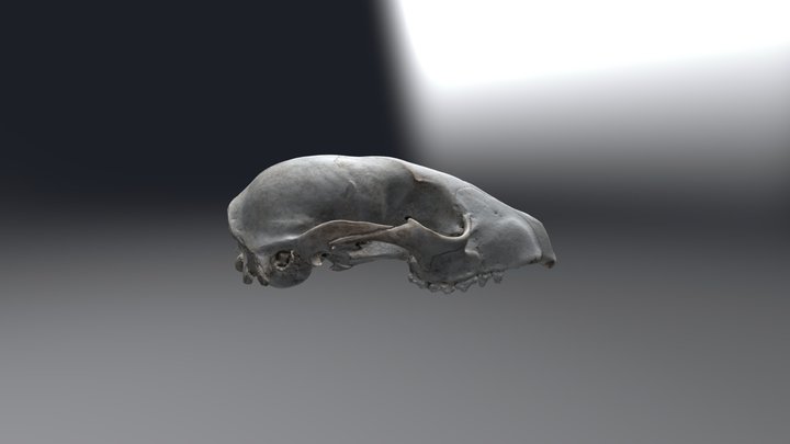 Cat skull 3D Model