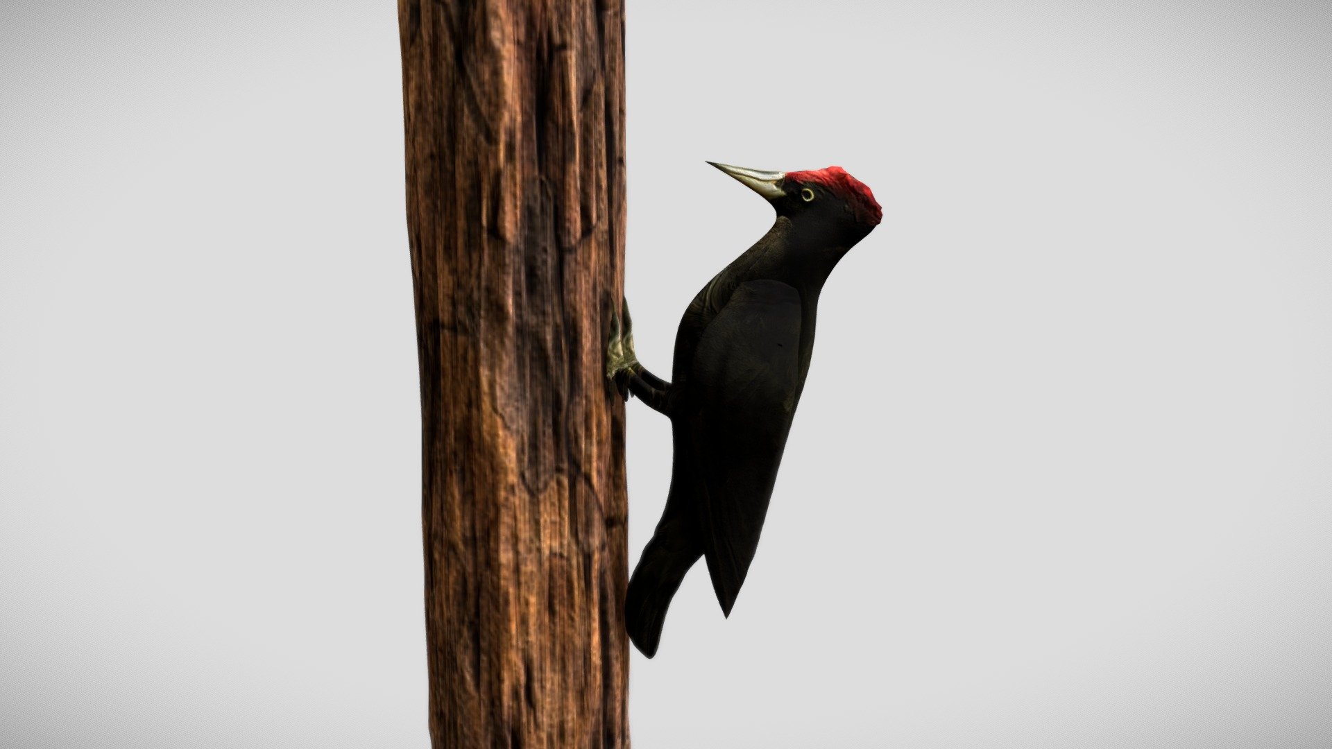 Woodpecker - Bird