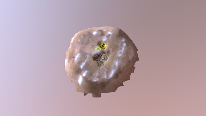 Model 3D Model