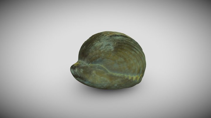 Clam fosil 3D Model