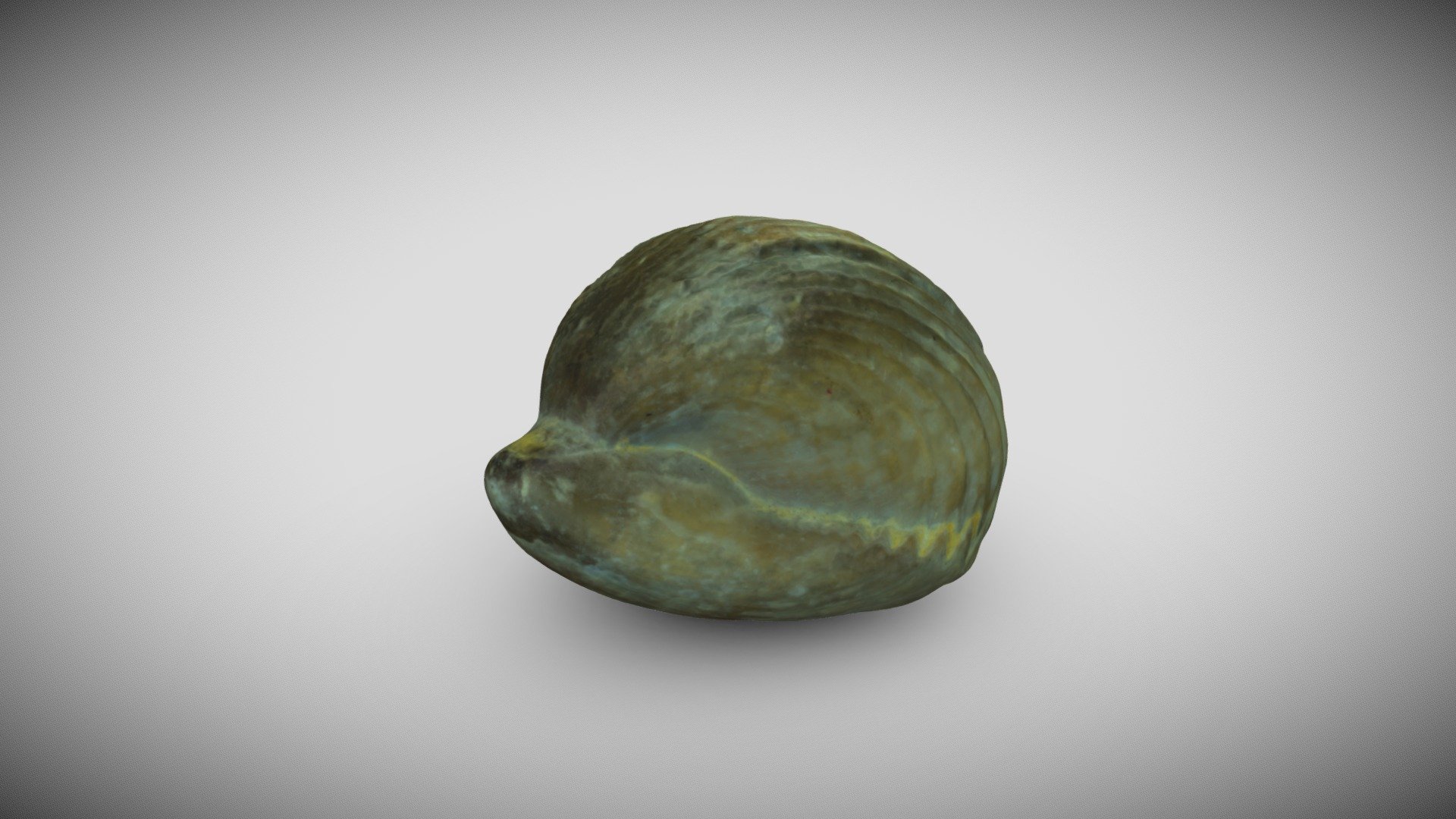 Clam fosil