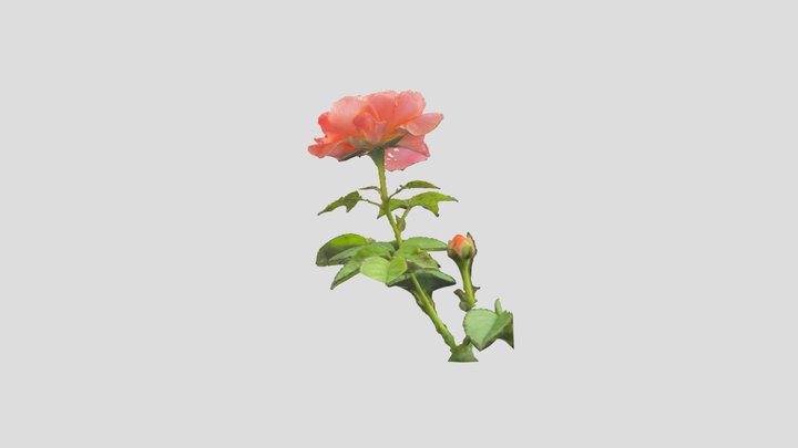 Rosa Multiflora 3D Model