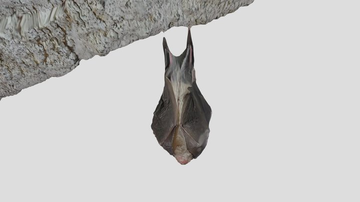 Murcielago 3D Model