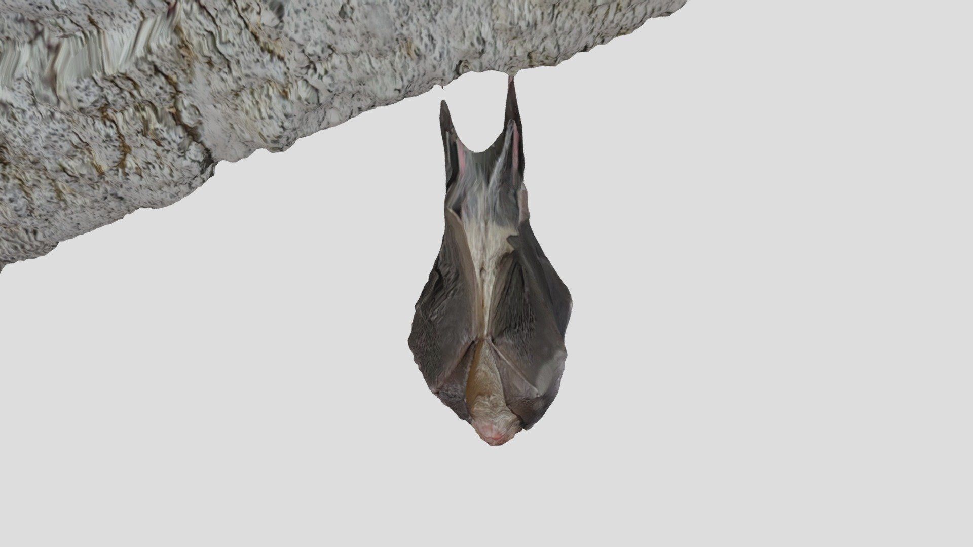 Murcielago - 3D model by juancuevas [a9df644] - Sketchfab
