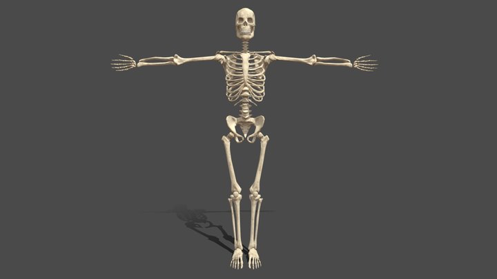 Skeleton 3D Model