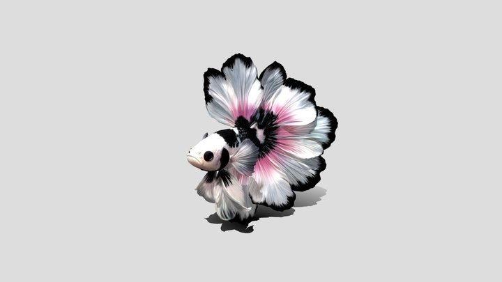 Petal Cascade Betta 3D Model Free – Modello 3D gratuito STL