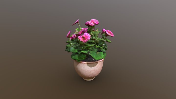 Flowering geraniums planted in a vase 3D Model