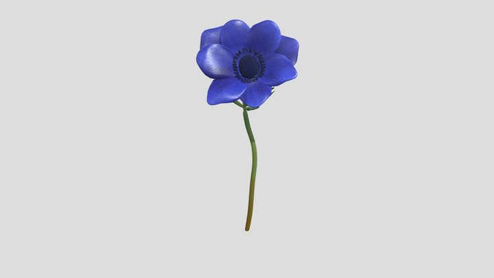 Anemone flower 3D Model