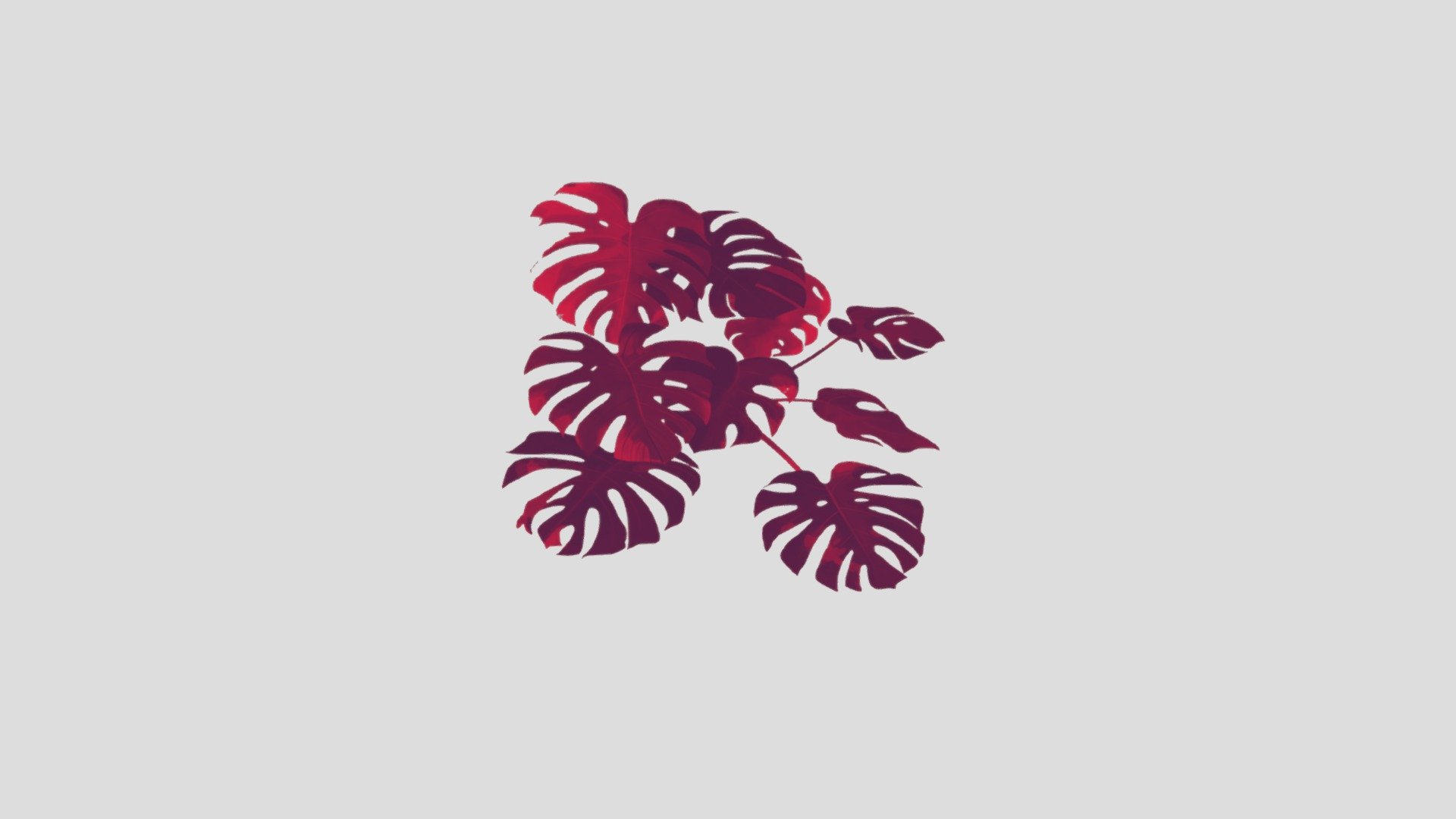 ParsMillia_Plant1