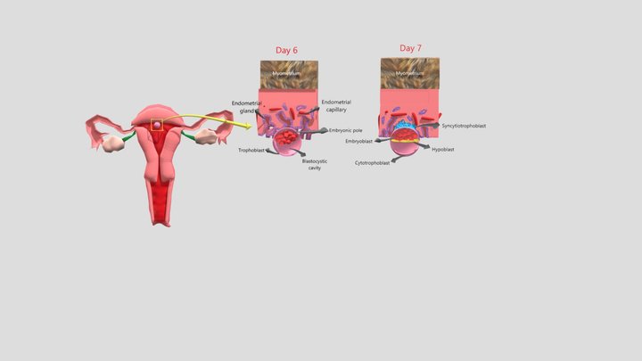 Embryology - 1.2 - Implantation 3D Model