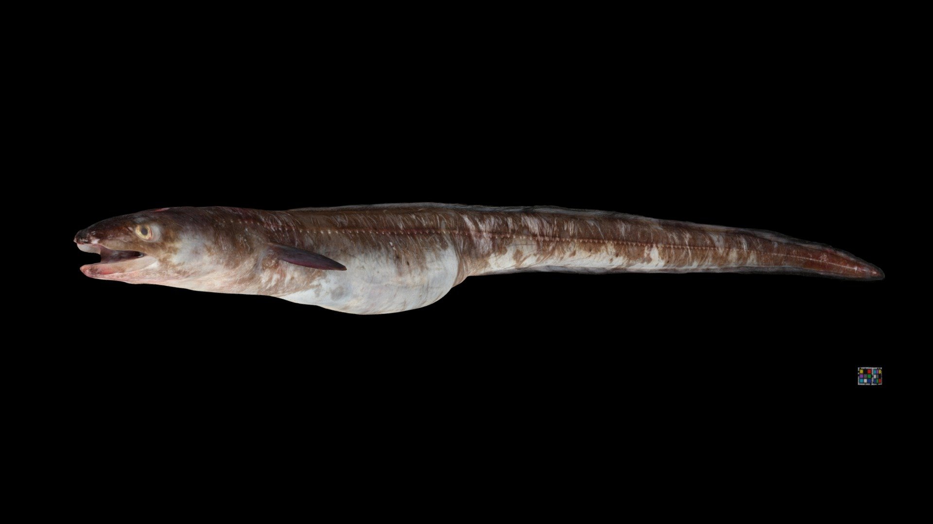 ダイナンアナゴ Sea Eel, Conger erebennus