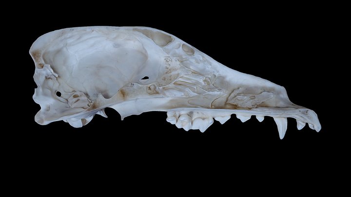 Dog skull section 3D Model