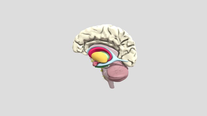 brain for upload２_dae 3D Model