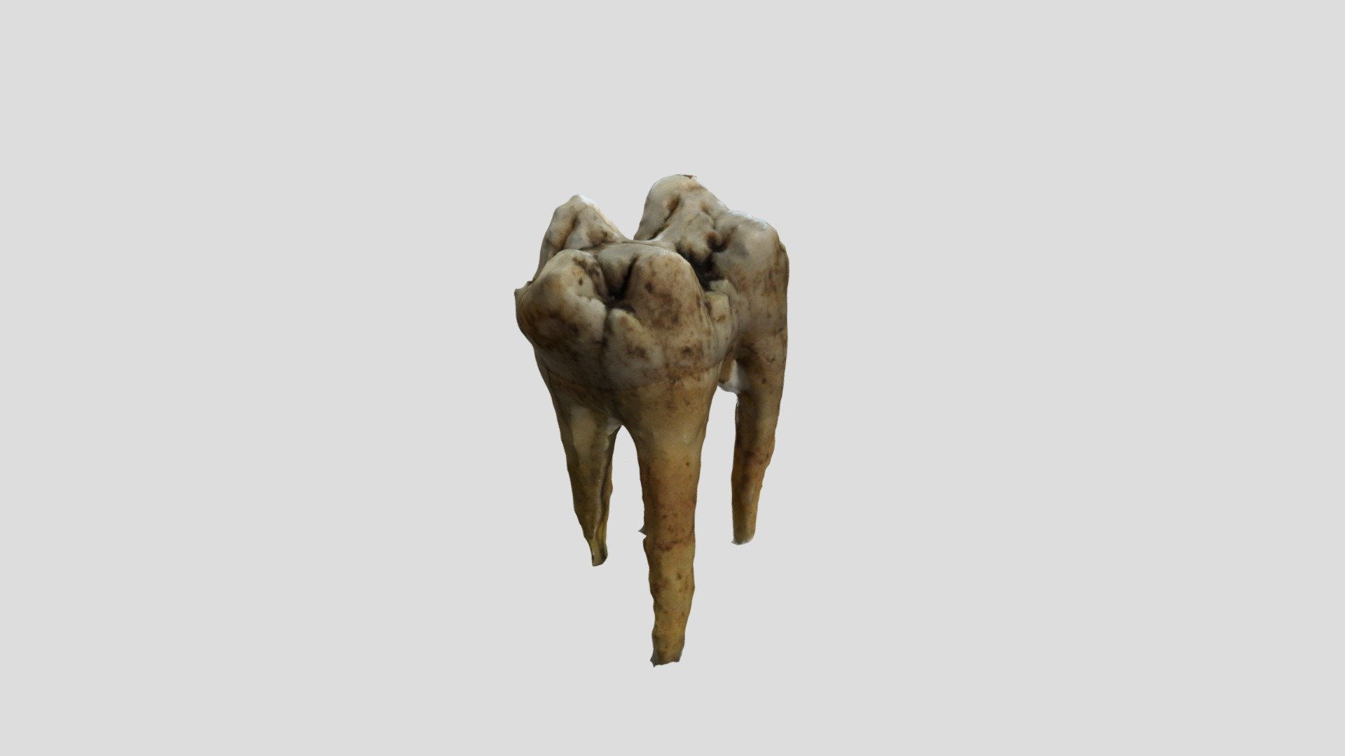 Herbivore molar - Download Free 3D model by nyx_selene [a9fa26a ...