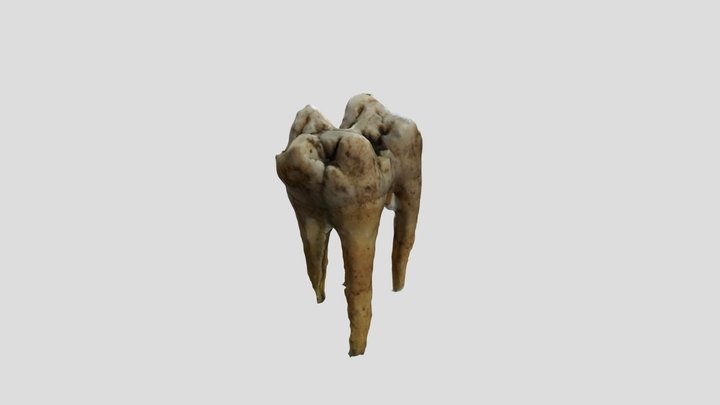 Herbivore molar 3D Model