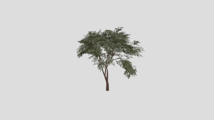 Jungle Tree 3D Model