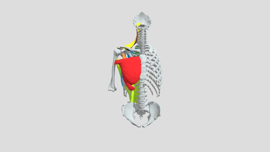 Les 8 muscles extrinsèques