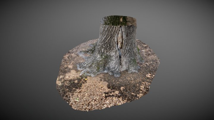 tronc d'arbre 3D Model
